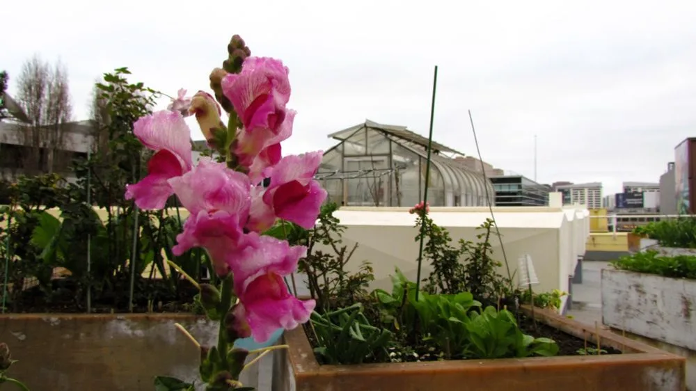 A close-up of a vibrant pink snapdragon flower in a rooftop garden, with urban buildings and a greenhouse visible in the…