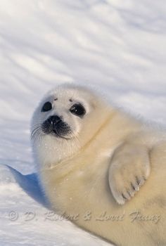 A fluffy, light-colored baby seal pup lies in a snowy landscape, looking directly at the camera with large, expressive eyes…