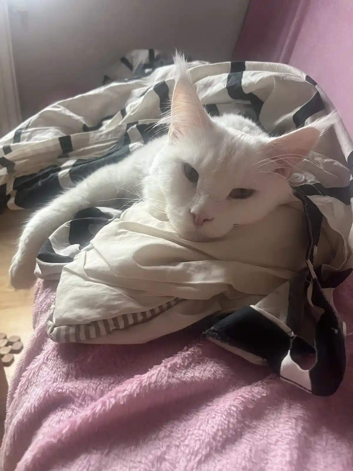 A white cat with a bored, unimpressed expression lies nestled in a black-and-white patterned blanket on a pink fluffy…