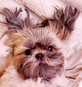 A small, fluffy dog with long, shaggy fur and dark eyes lies on its back on a soft, white blanket, looking up with a…
