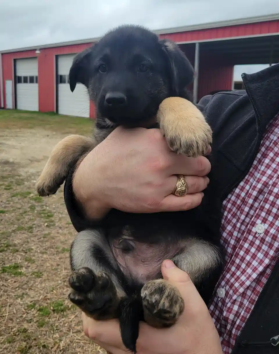A person in a red-and-white checkered shirt and black vest holds a black and tan German Shepherd puppy outdoors in front of…