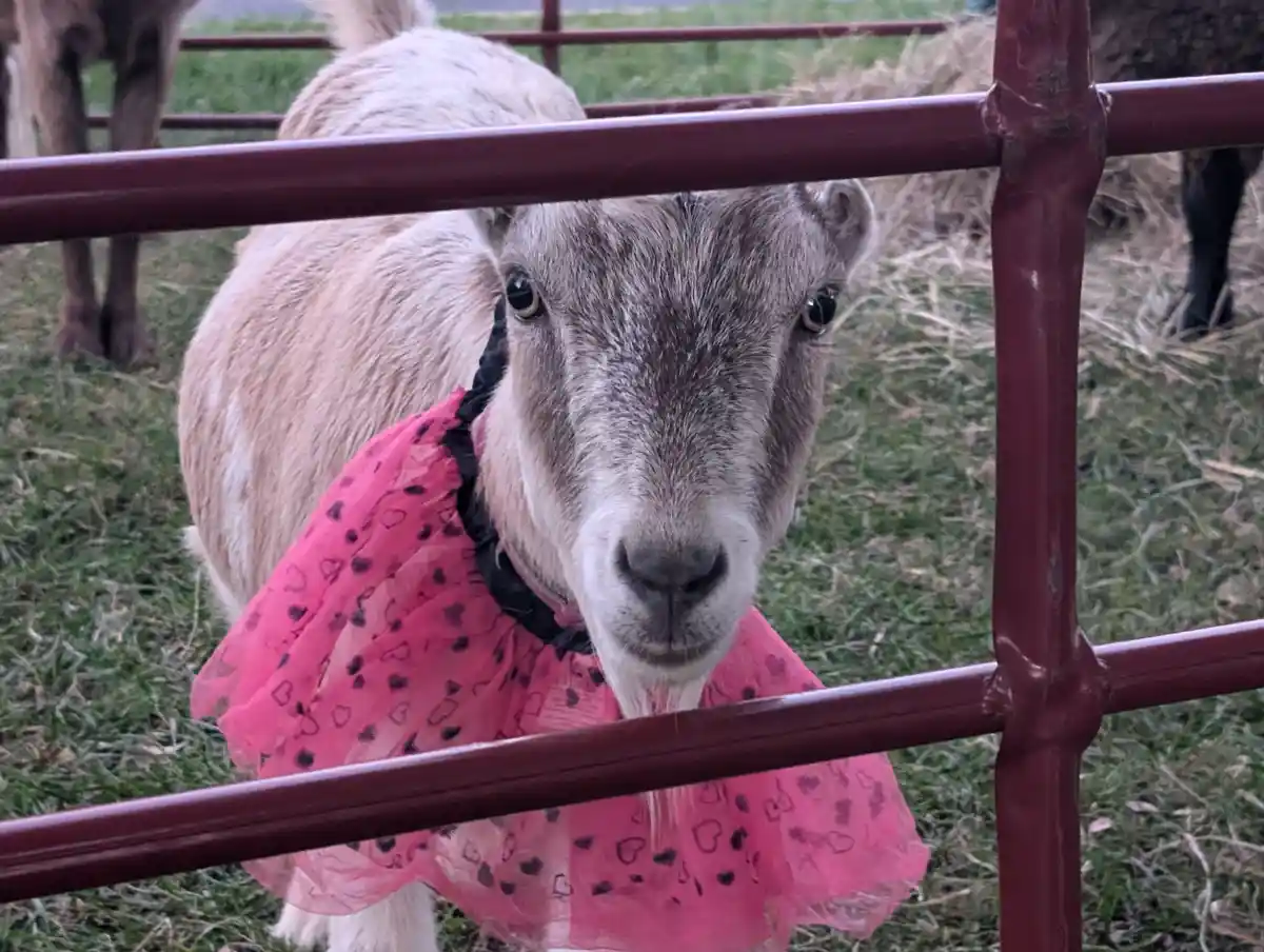 A light-colored goat with a curious expression peers through a red metal fence, wearing a pink, heart-patterned tulle dress…