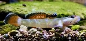 A small, colorful fish with a brown and orange tail and a greenish body rests on a bed of pebbles and moss. The fish has a…