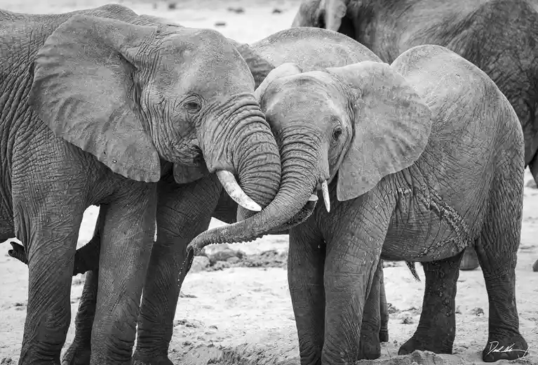 A black-and-white photo shows two elephants standing close together, their trunks intertwined in a gentle, almost…