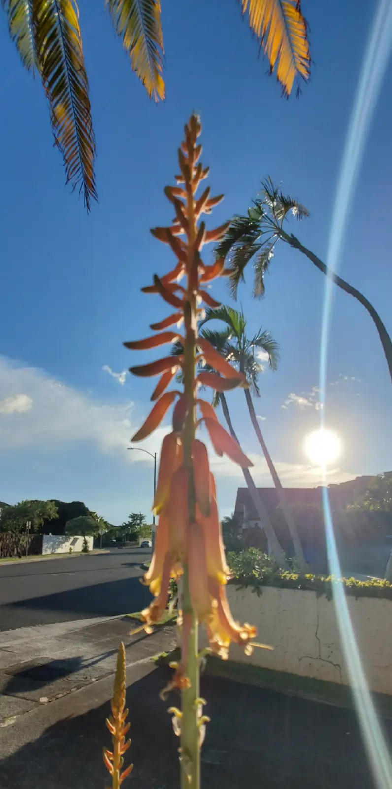 Little joys that brighten my day while working in the yard.