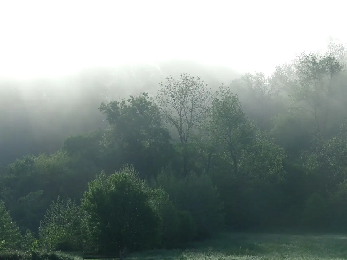 A serene, misty forest scene with sunbeams piercing through the fog, illuminating green trees and bushes. The overlaid text…