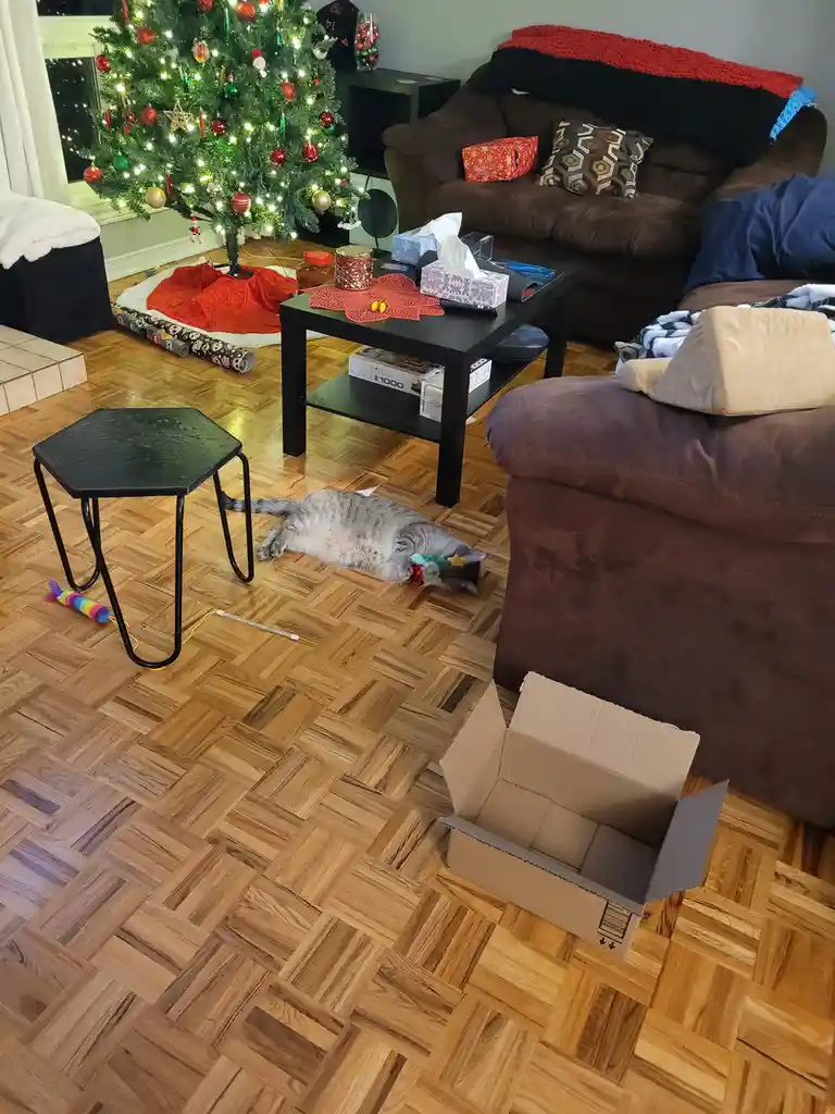 A gray tabby cat is lying on a wooden parquet floor in a living room, playfully chewing on a piece of red and green…