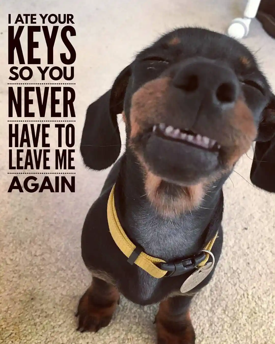 A close-up photo of a black and tan dachshund looking up with a wide, toothy grin, wearing a yellow collar. The text…