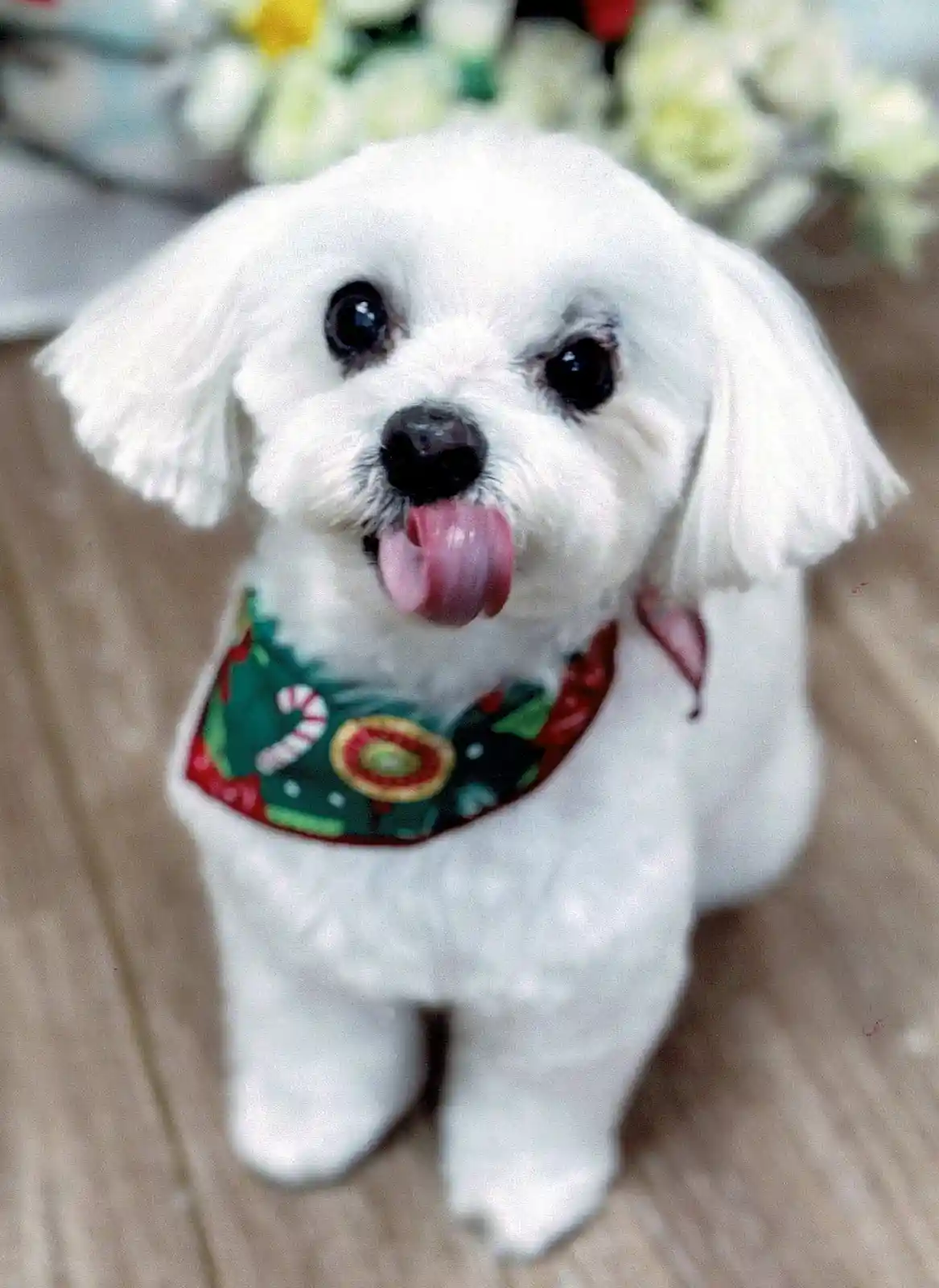 A small white dog with fluffy fur and large dark eyes is sitting on a wooden floor, wearing a festive green and red…