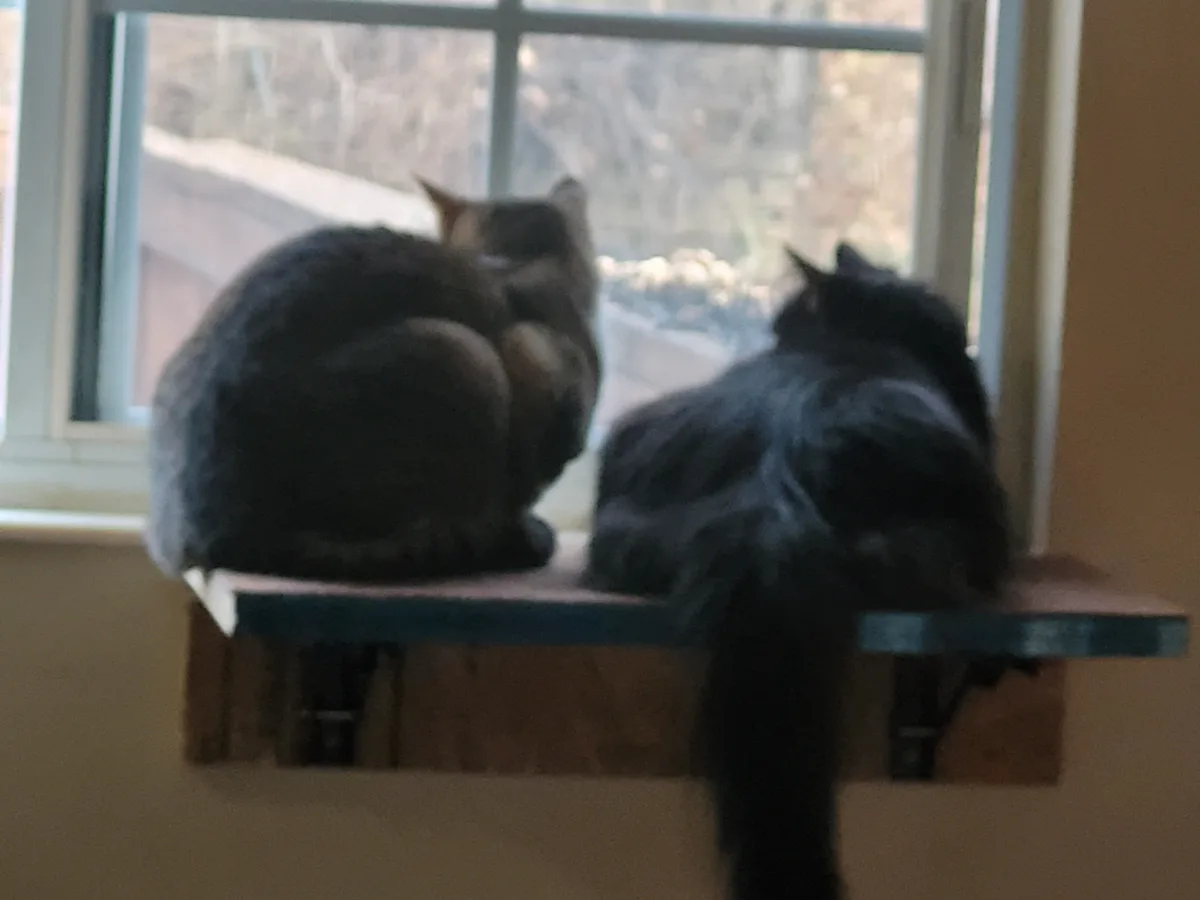 Two cats sit side-by-side on a wooden windowsill, backs to the camera, gazing out a window at an outdoor scene. The cat on…