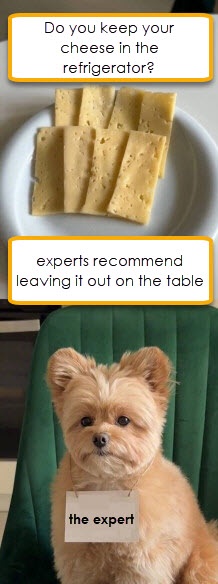A small, fluffy, light-brown dog with a serious expression sits upright on a green chair, wearing a white label that reads…
