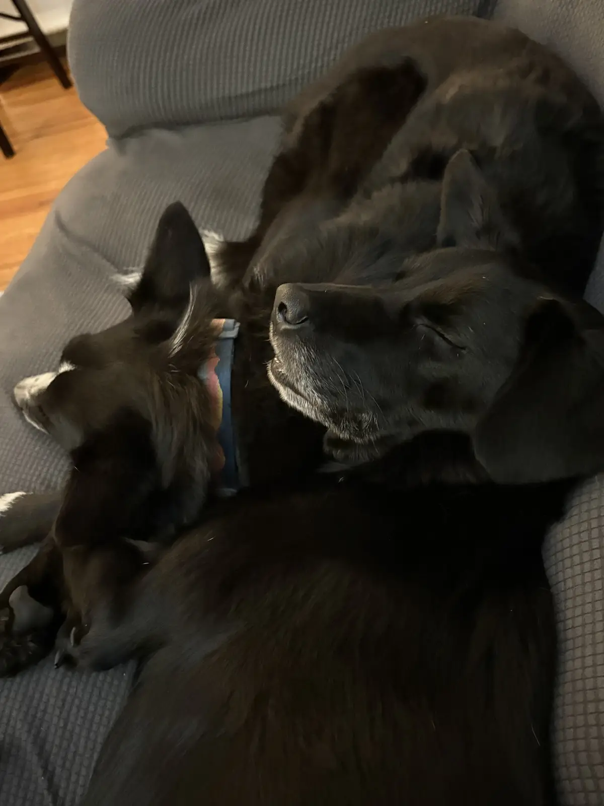 Two black dogs are curled up sleeping together on a gray couch. One dog has white markings on its face and wears a blue…
