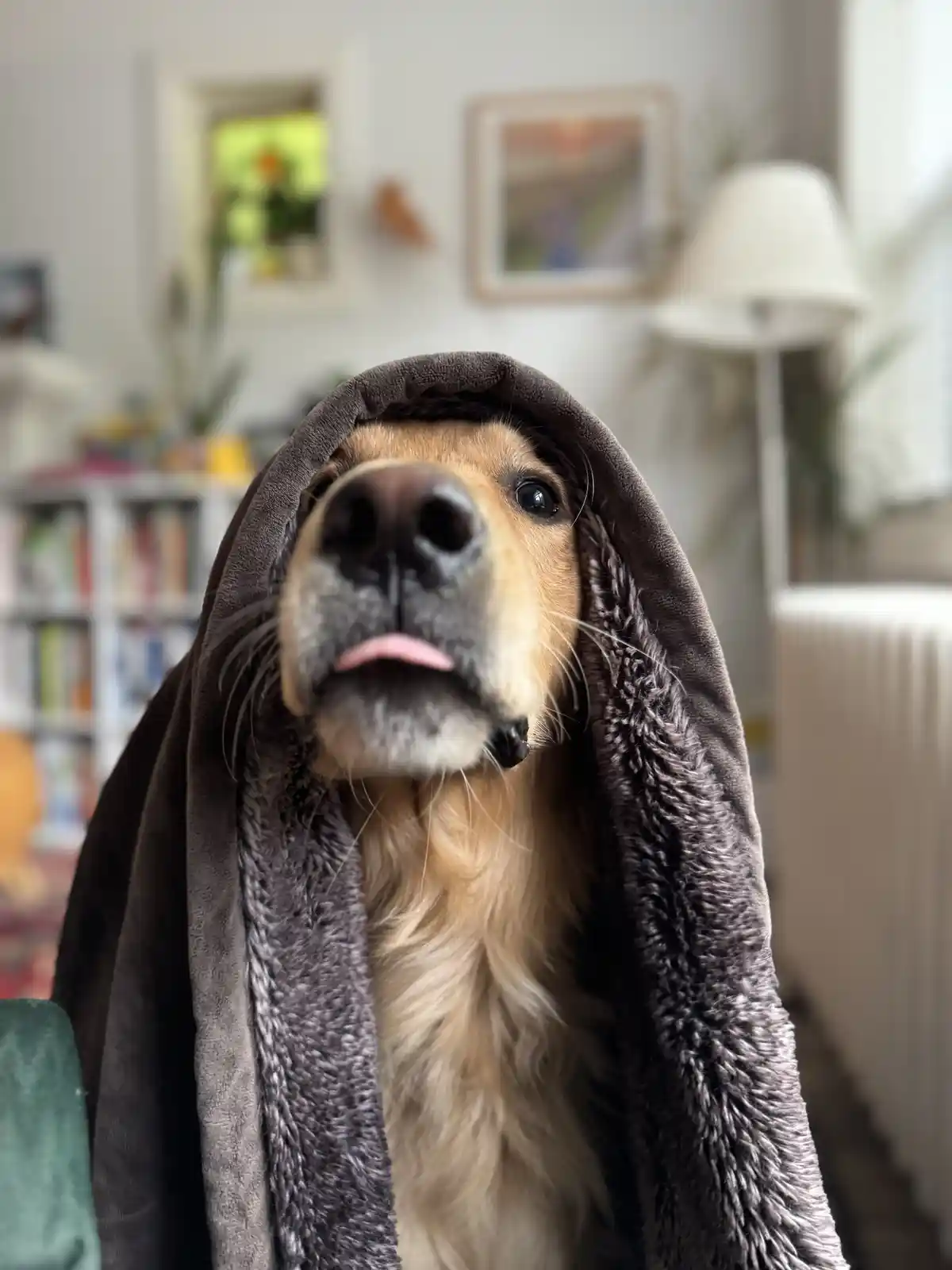 A golden retriever with a light tan coat is wrapped in a dark brown, fluffy hooded towel, looking directly at the camera…