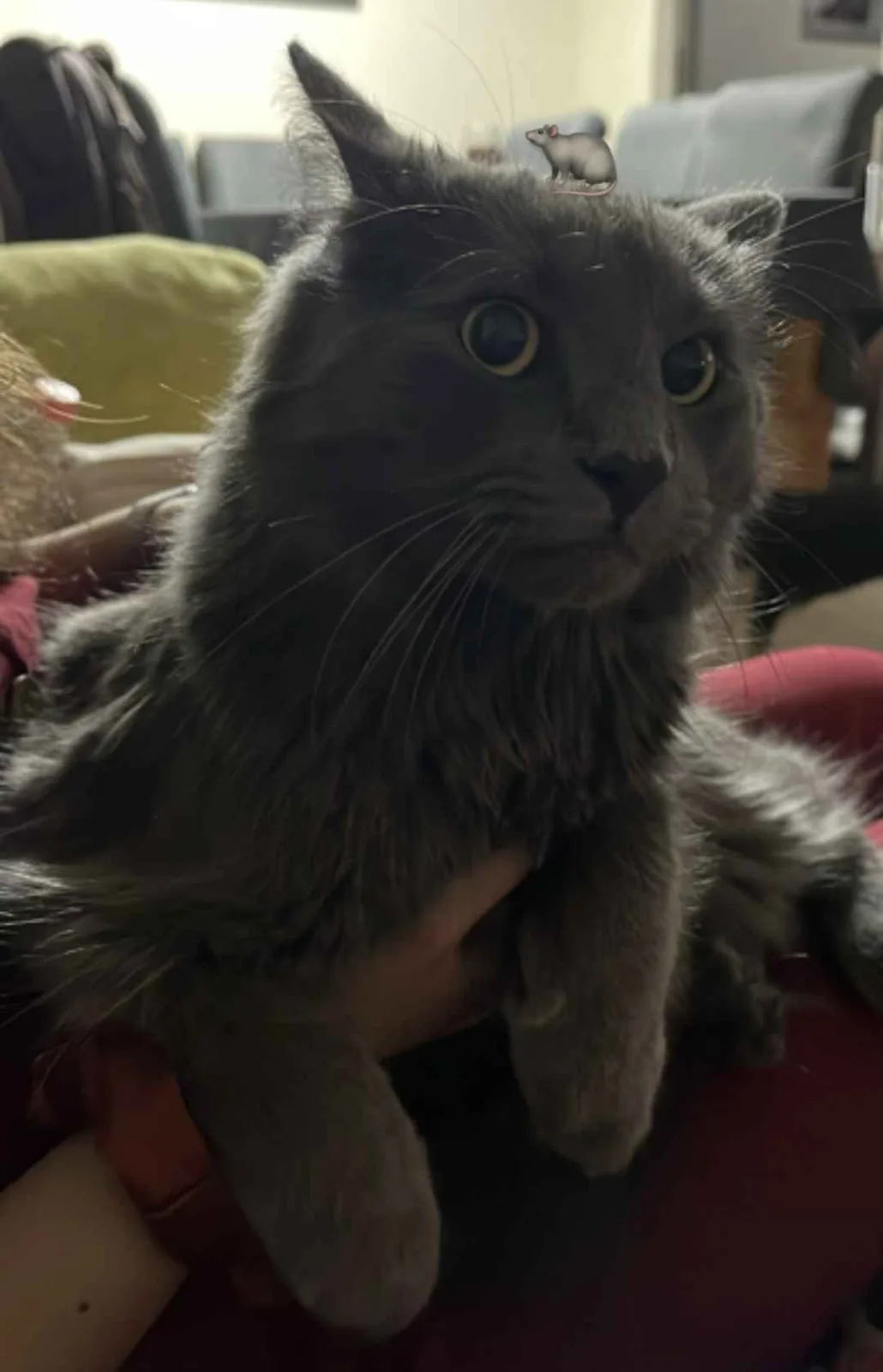 A fluffy gray cat with wide, startled eyes is being held, and a small cartoon mouse is digitally placed on its head. The…