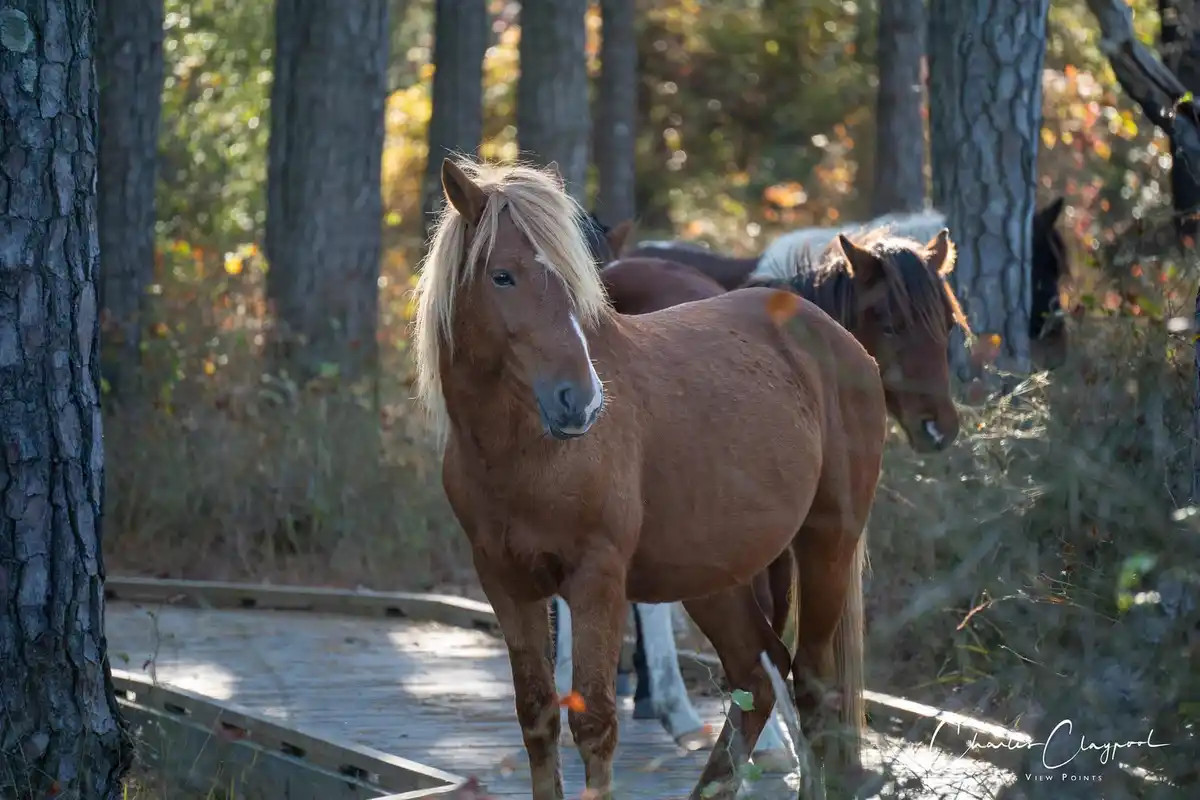 A brown horse with a distinctly blonde mane stands on a wooden boardwalk in a forest, looking directly at the camera. Other…