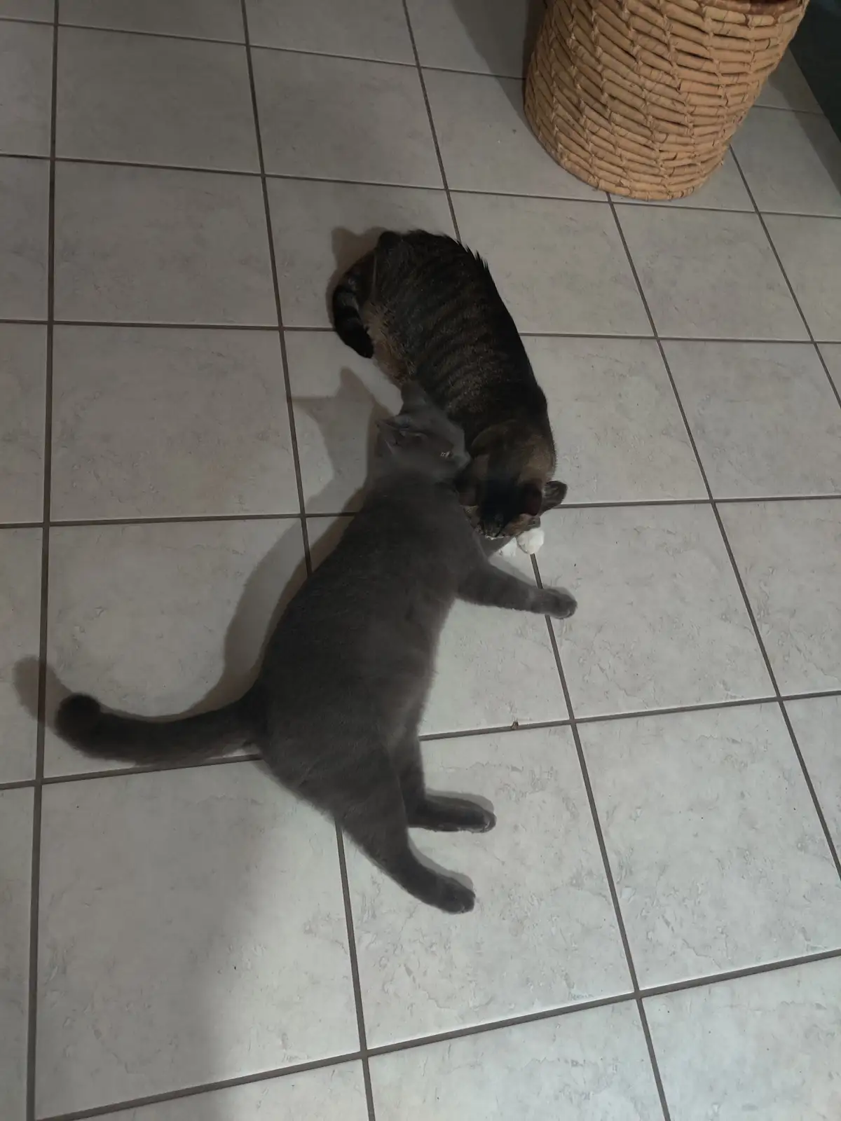 Two cats are on a tiled floor; a grey cat is standing and nudging a sleeping tabby cat that is lying on its side. The grey…