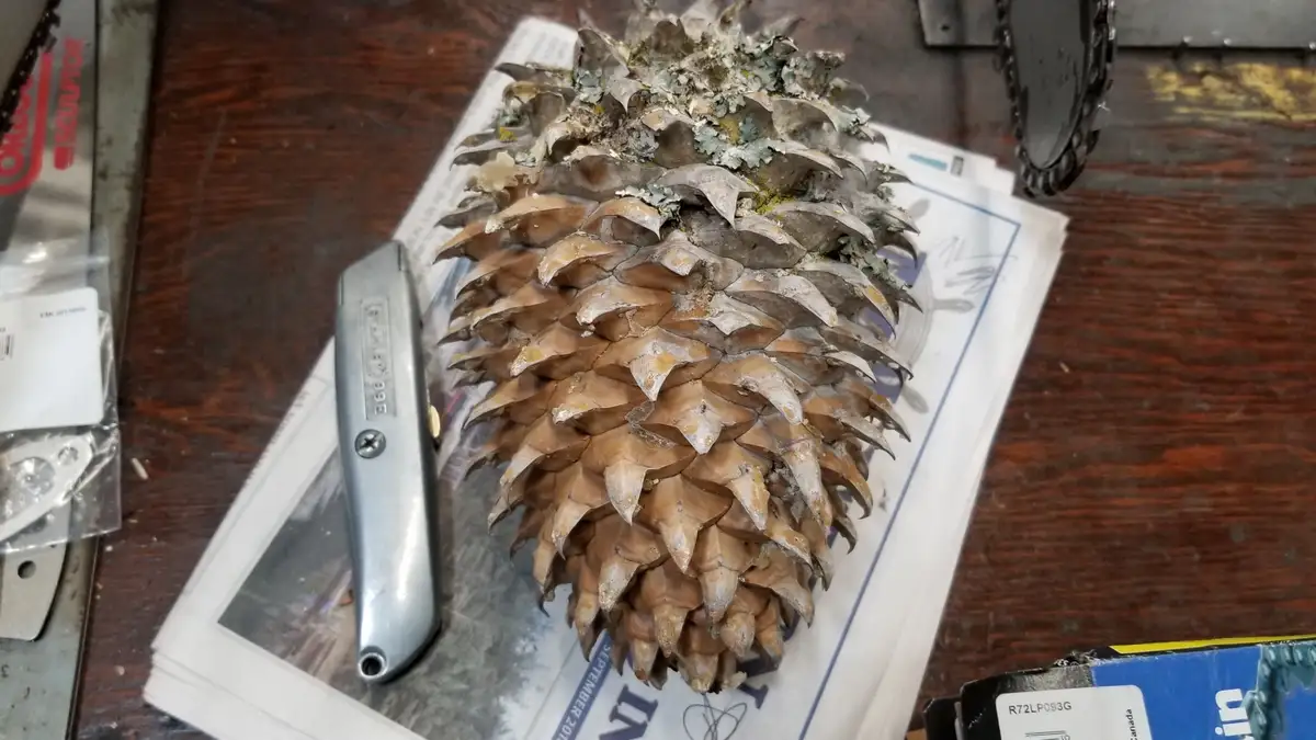 A large, weathered pinecone with lichen growth sits on a stack of papers on a wooden workbench, next to a Stanley 99E…