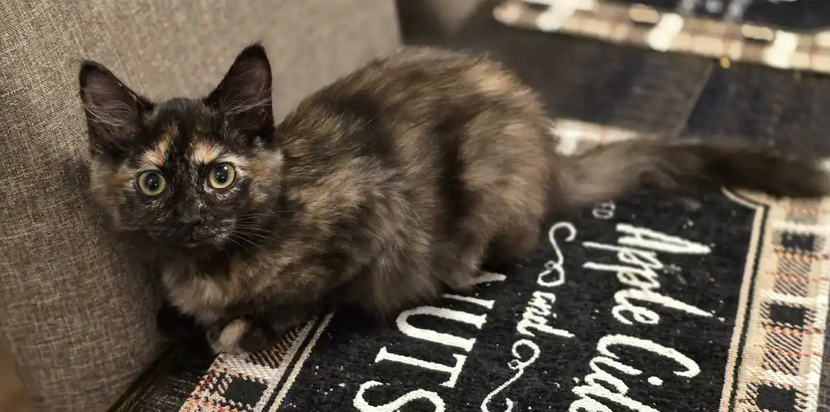 A tortoiseshell cat with wide, startled eyes is lying on a rug that reads 'Apple Cider' in white cursive script, looking…