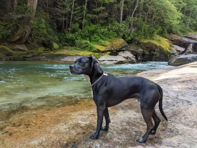 A large black dog with a white chest and a chain collar stands on a wet rock beside a flowing river in a forest. The dog is…