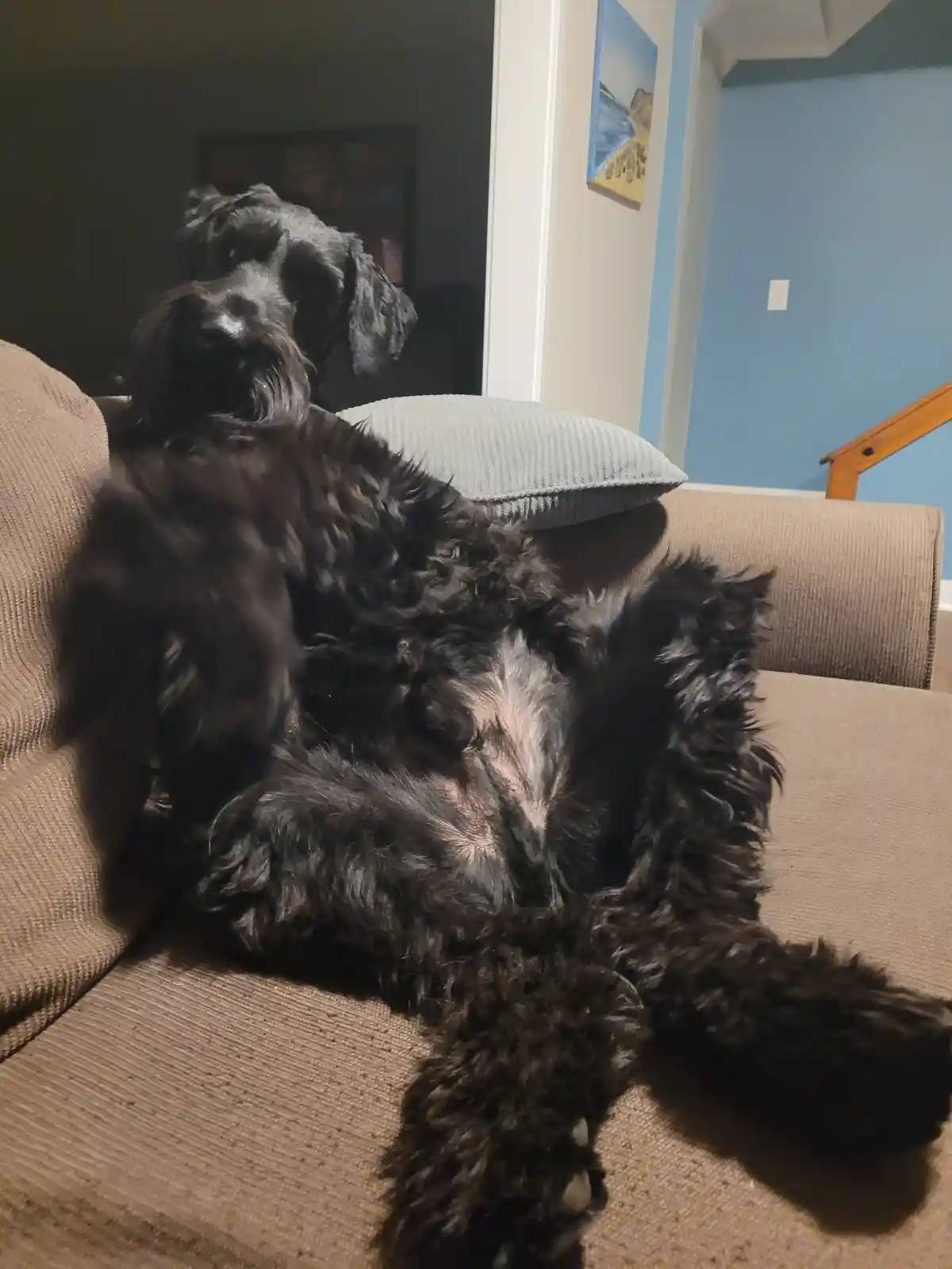 A black, shaggy dog with a fluffy coat is lounging on its back on a beige couch, legs spread out, looking relaxed. The dog…