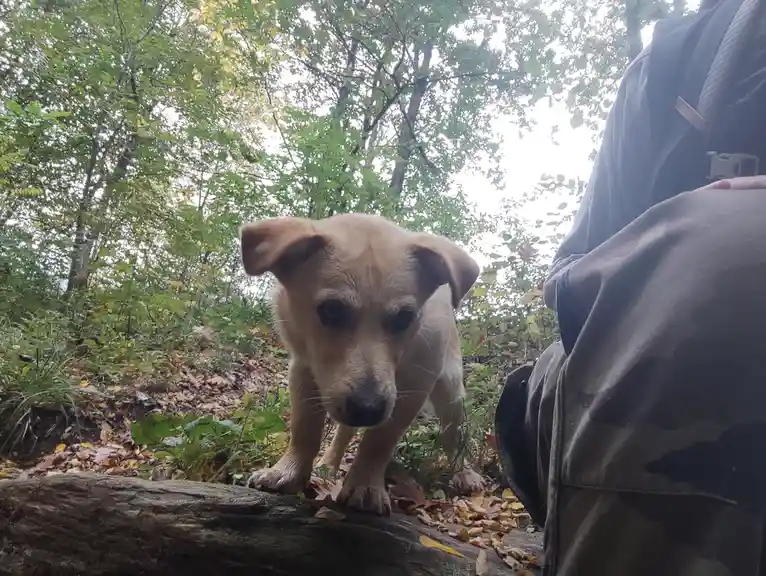 A light brown puppy with floppy ears stands on a fallen log in a forest, looking directly at the camera with a sad or…