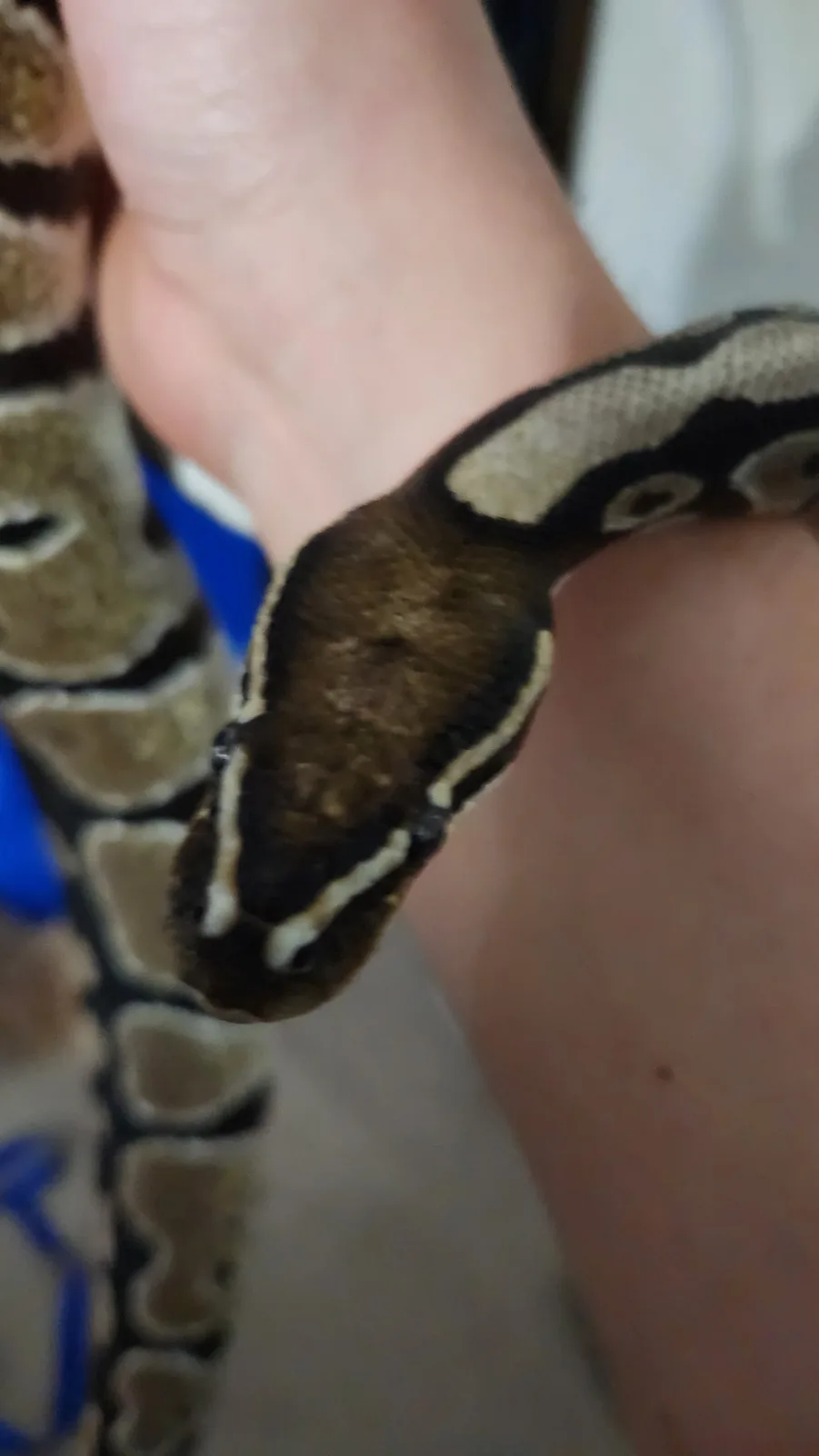 A close-up photo shows a person's arm with a ball python coiled around it, its head resting near the wrist. The snake has…