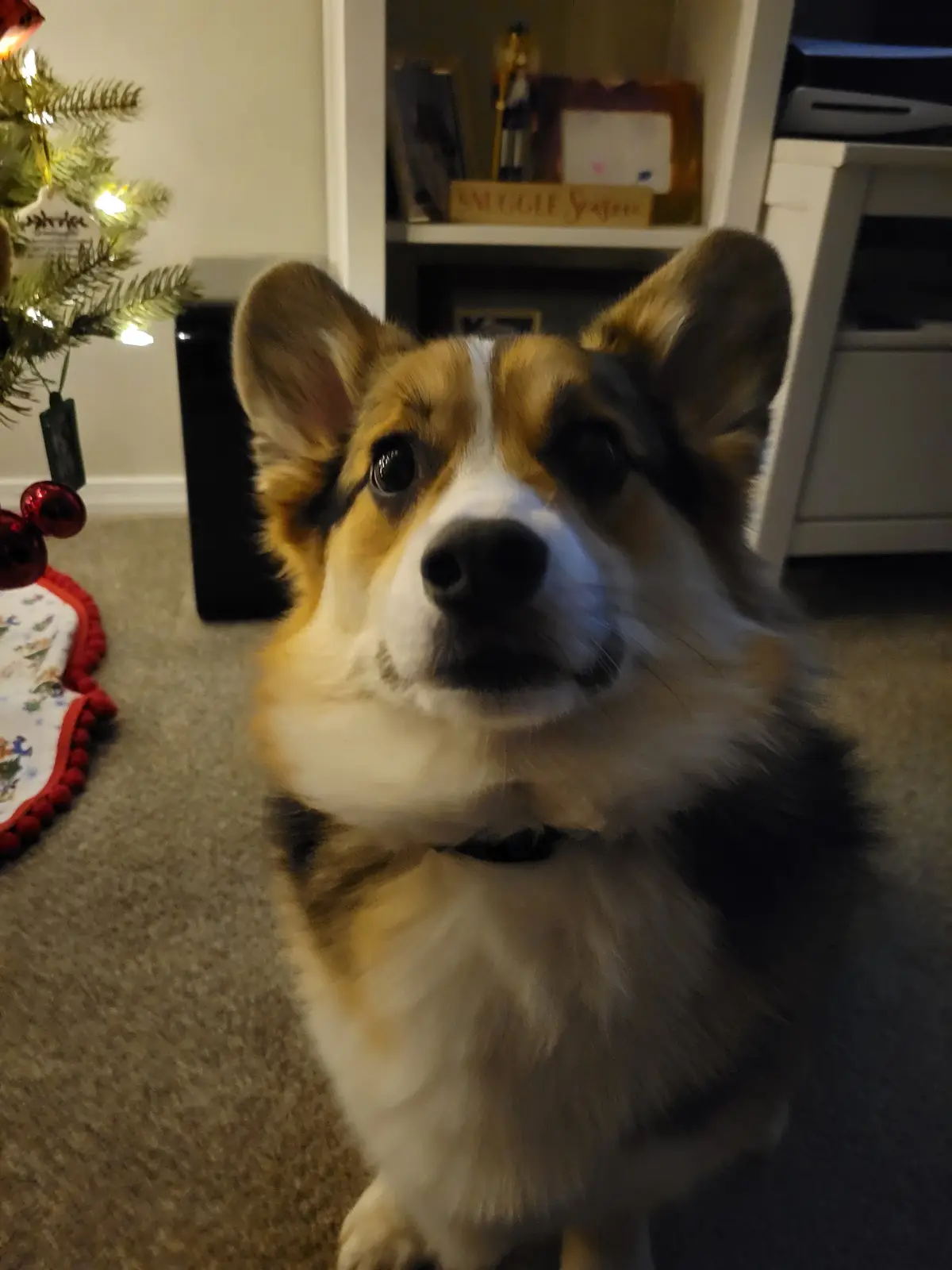 A close-up photo of a tri-color corgi dog looking directly at the camera with large, expressive eyes, standing on a carpeted…