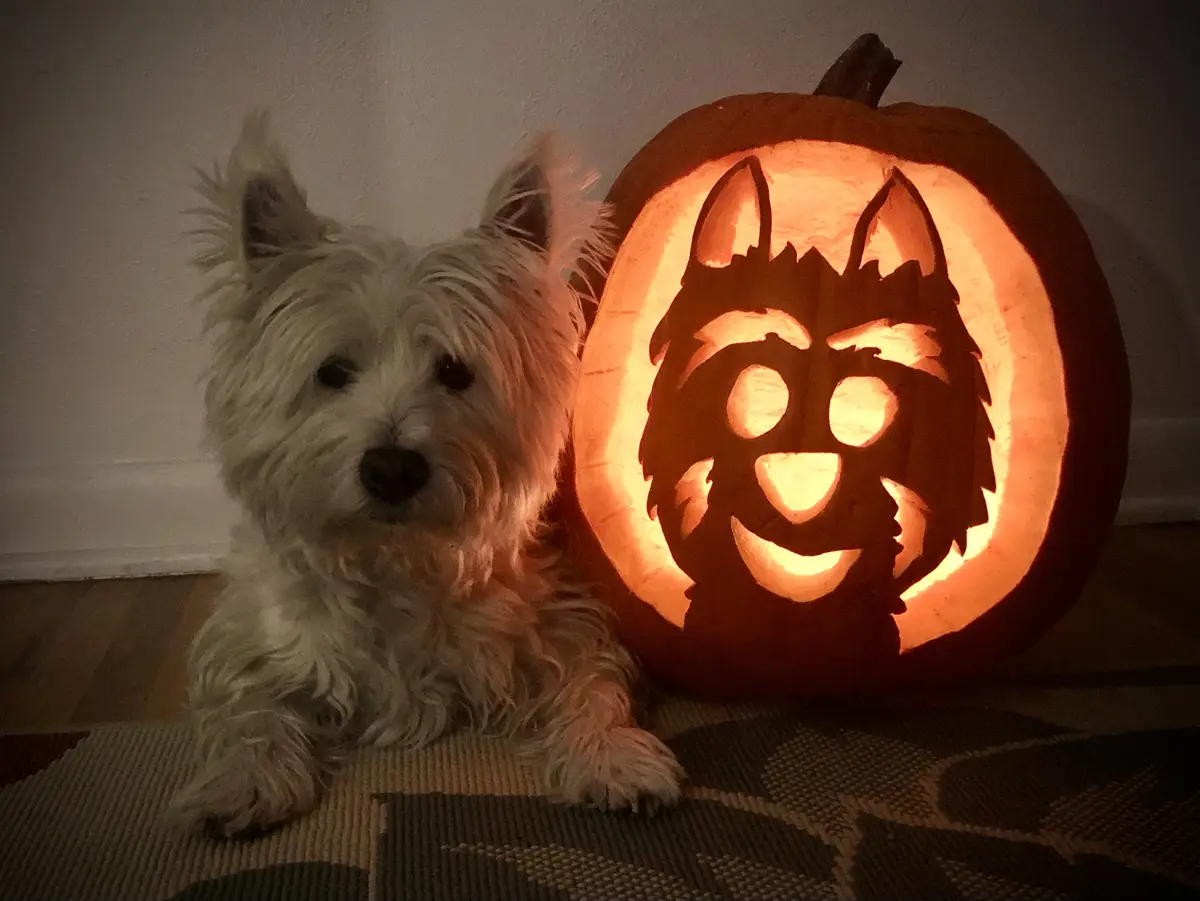 Celebrating My Little Lily-o-Lantern: 13 Days of Howloween