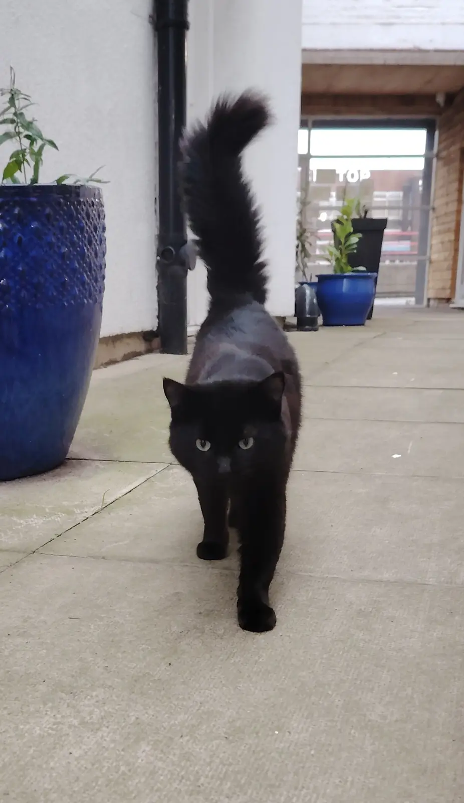 A black cat with a bushy tail walks confidently toward the camera on a paved outdoor area, flanked by large blue planters…