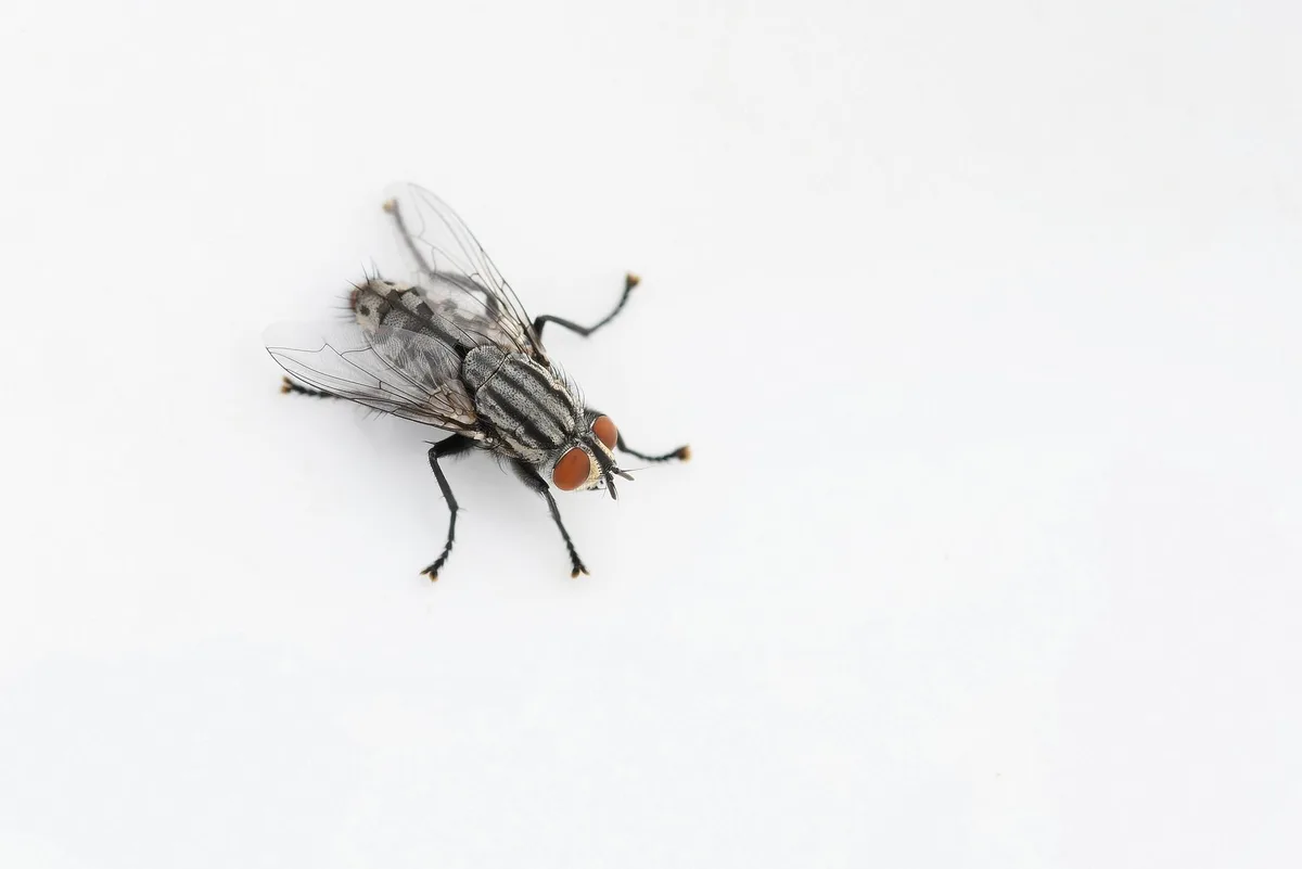 Mouche: A Glimpse into Vienne, France (08/24)