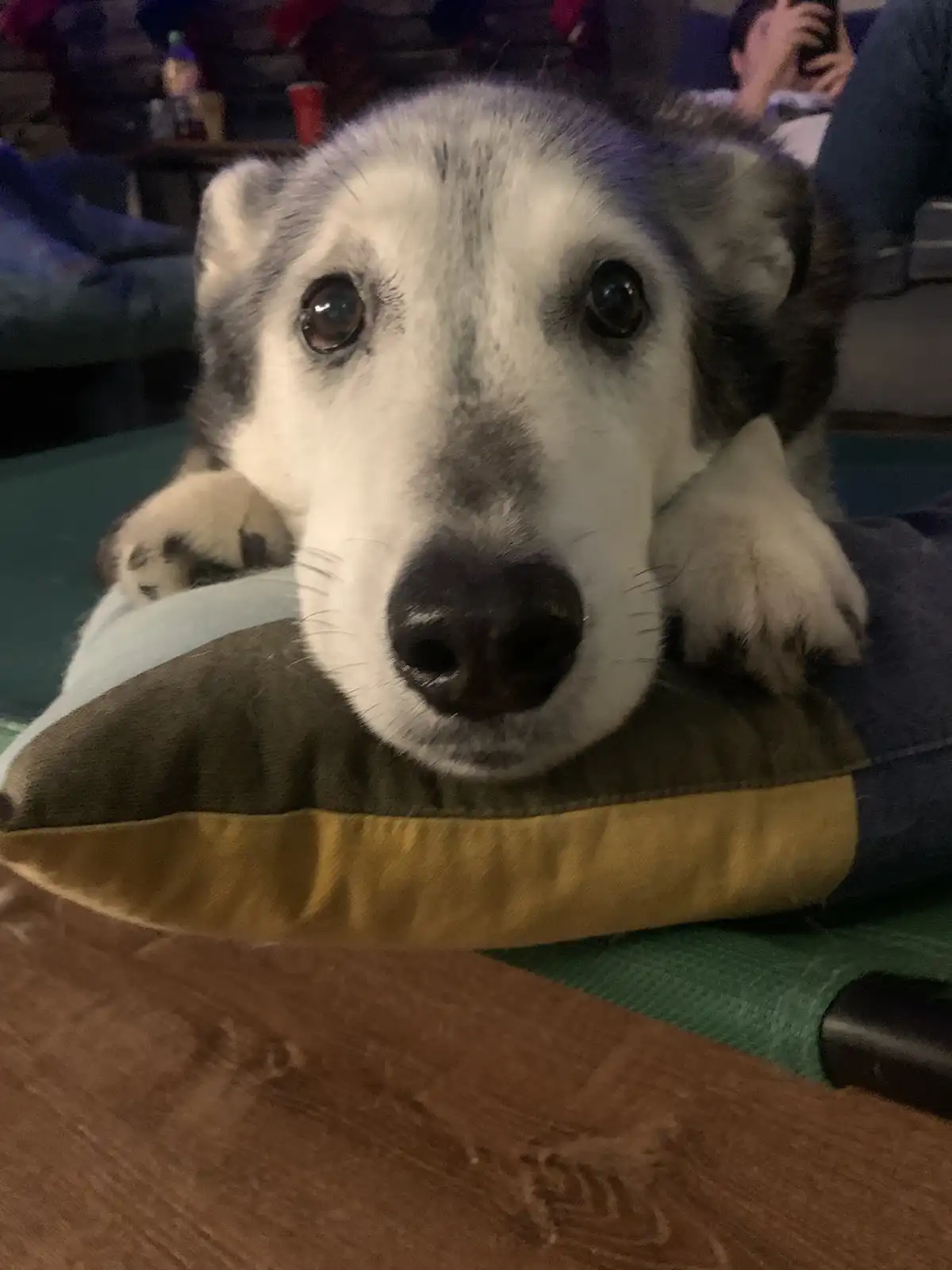 A close-up photo of a husky-like dog with white and gray fur resting its head on a pillow, looking directly at the camera…