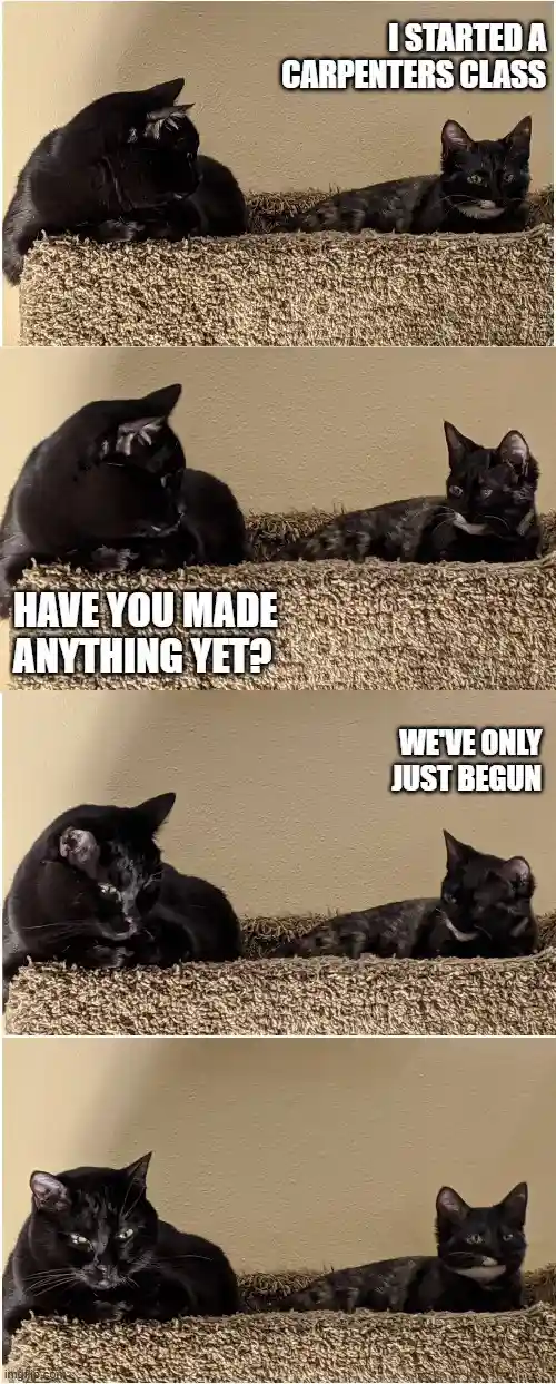 A four-panel meme featuring two black cats on a carpeted surface. In the first panel, one cat says 'I STARTED A CARPENTERS…