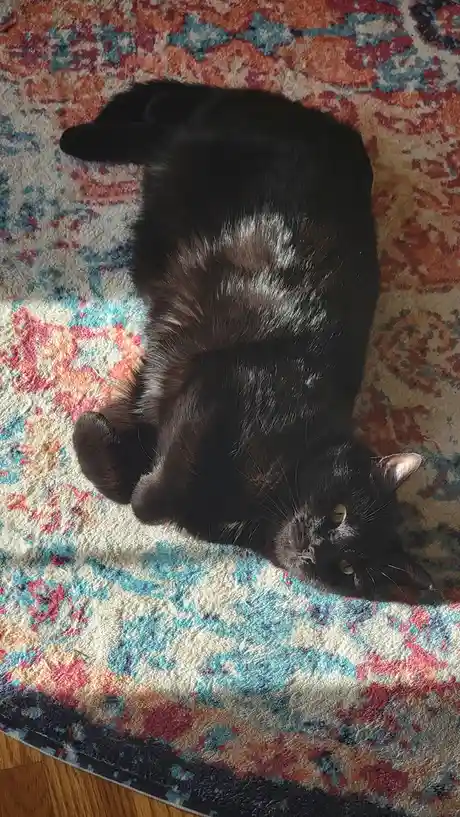 A black cat with some white fur on its back is lying on its side on a colorful patterned rug, looking up at the camera. The…