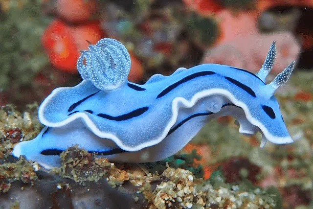 A vibrant blue sea slug with black stripes and white-edged appendages crawls over a sandy ocean floor with coral in the…