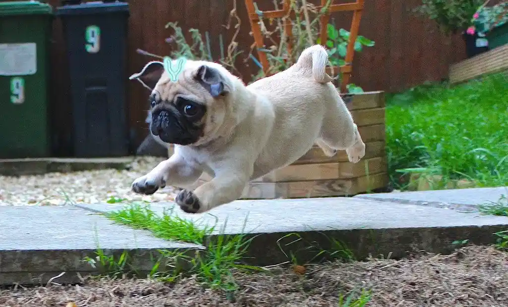 A light-fawn pug puppy is captured mid-air, leaping energetically over a stone garden path. The puppy has a black muzzle and…
