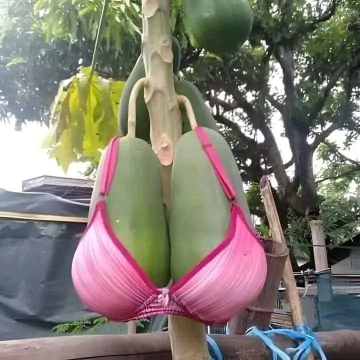 Two green papayas hanging from a tree branch are humorously dressed in a bright pink bra, with the fruit's natural shape…