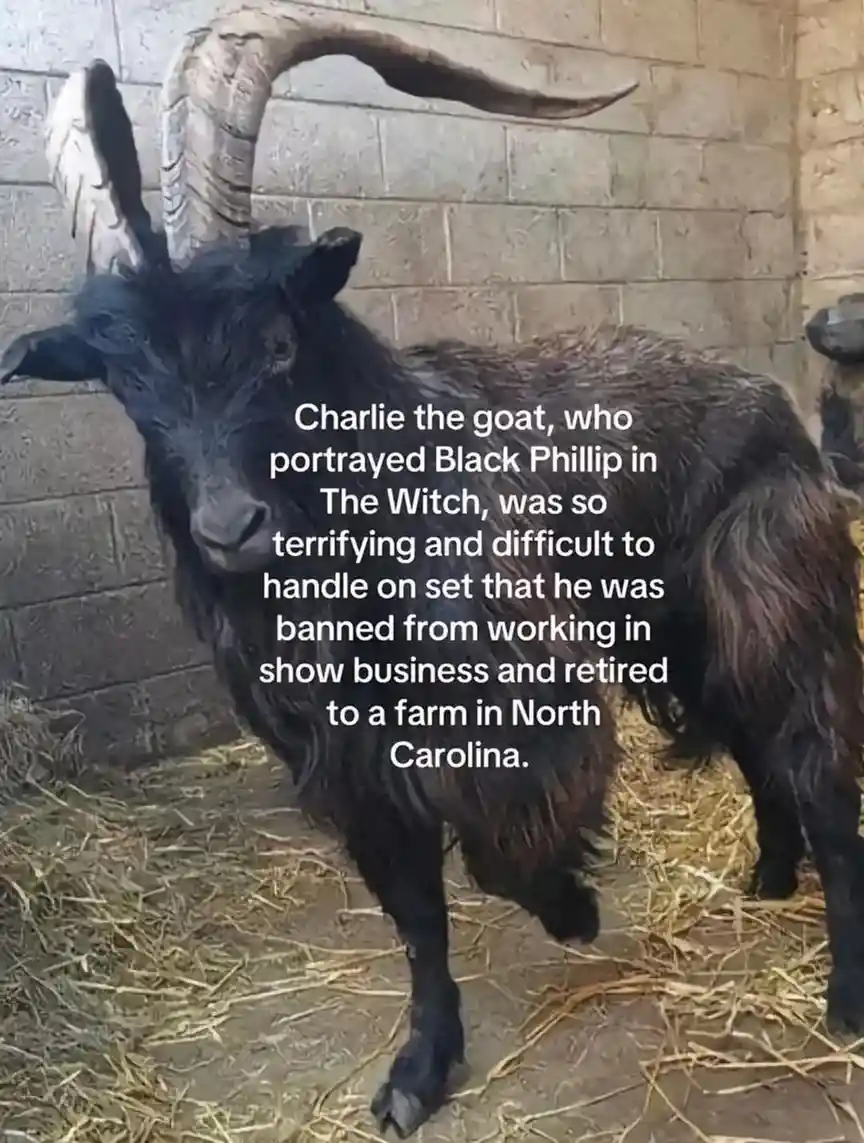 A black goat with large, curved horns stands in a barn with straw on the ground and a cinder block wall behind it. White…