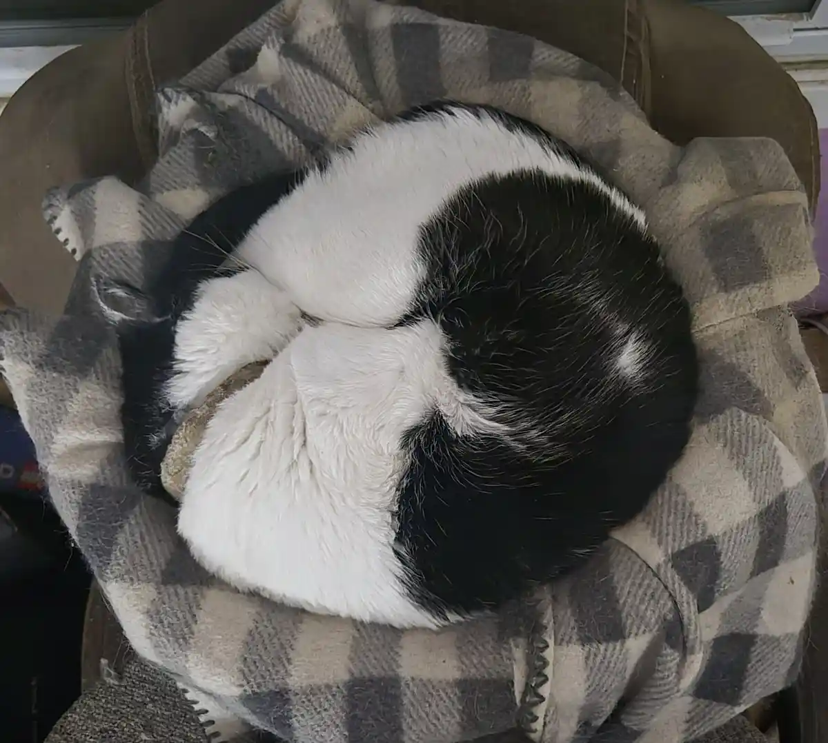 Loki Looking Extra Sleepy