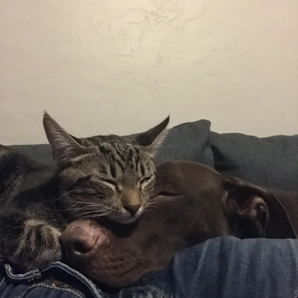A tabby cat with closed eyes is curled up and sleeping peacefully on top of a dark brown dog that is also asleep, both…