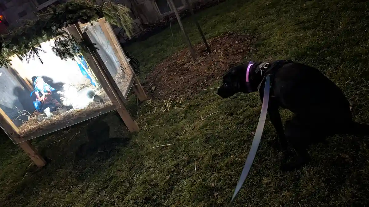 A black dog on a leash sits on grass at night, intently staring at a lit outdoor nativity scene in a wooden enclosure. The…