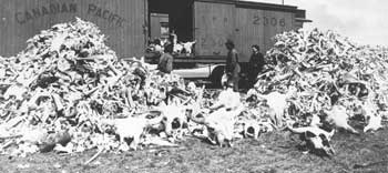 A black-and-white historical photo shows massive piles of animal carcasses, likely sheep or goats, surrounding a Canadian…
