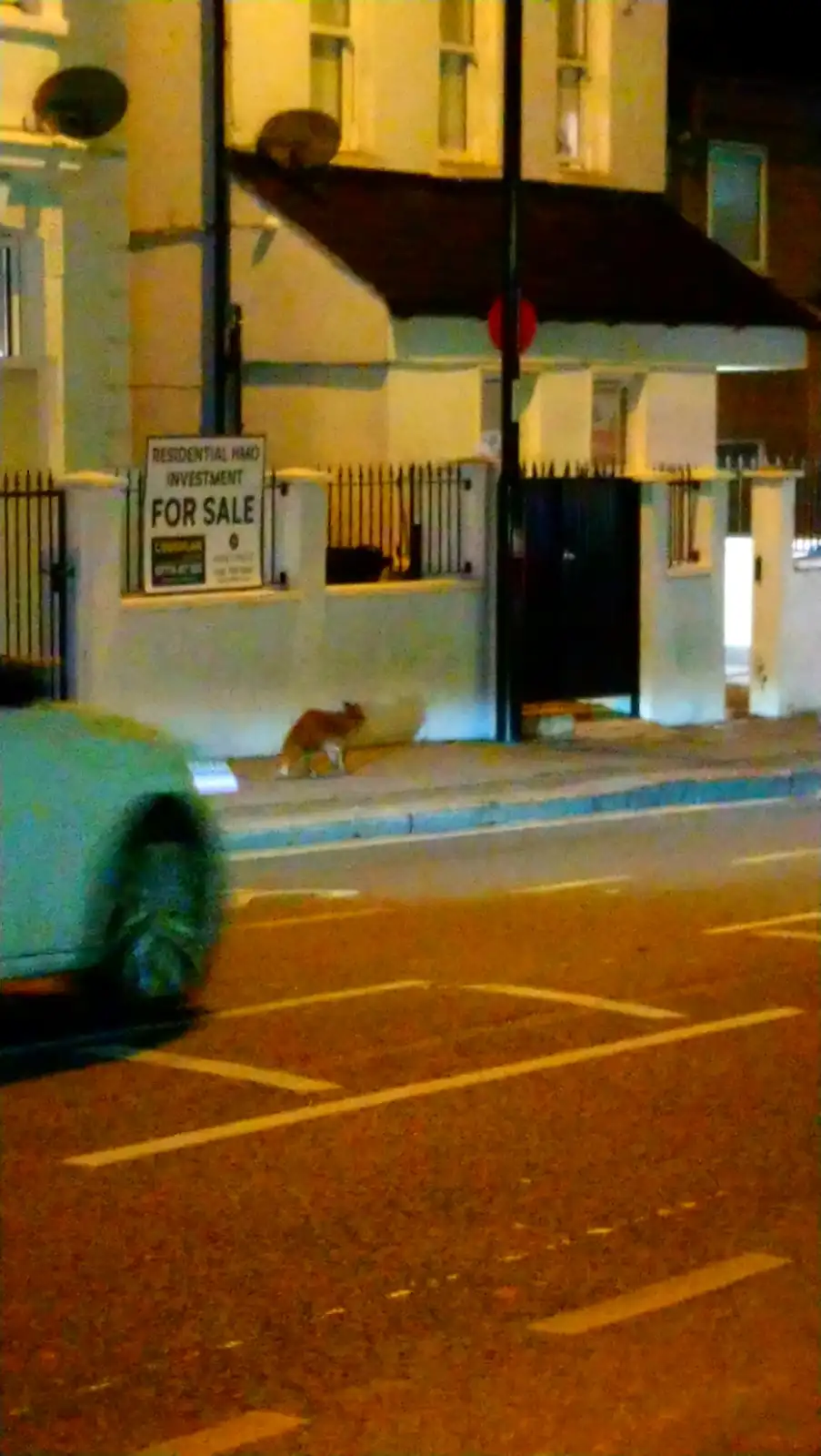 A blurry nighttime photo shows a ginger cat sitting on a sidewalk in front of a residential building with a 'RESIDENTIAL HMO…