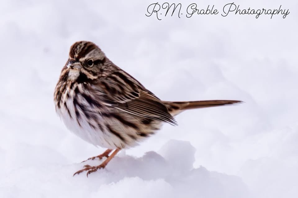 The Charming Bird That Caught My Eye