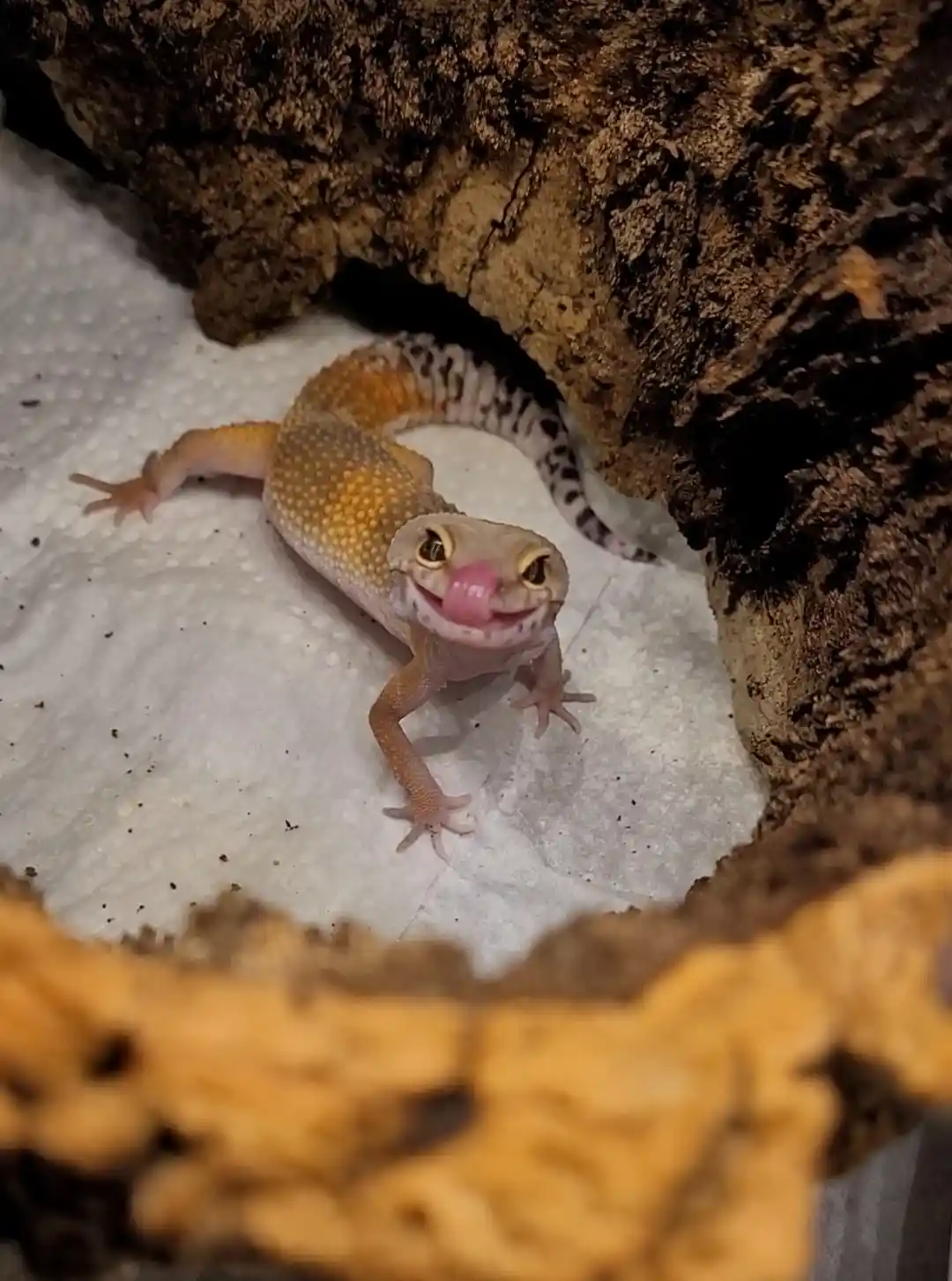 A close-up photo of a leopard gecko with its pink tongue sticking out, appearing to smile, positioned inside a terrarium…