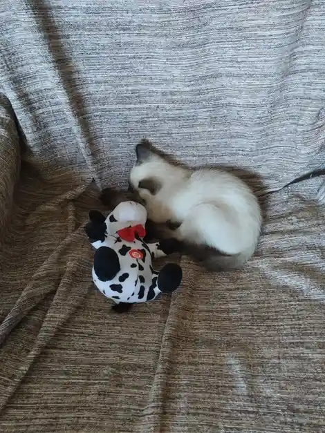 A fluffy, light-colored cat with dark points is curled up sleeping next to a black-and-white plush cow toy on a textured…