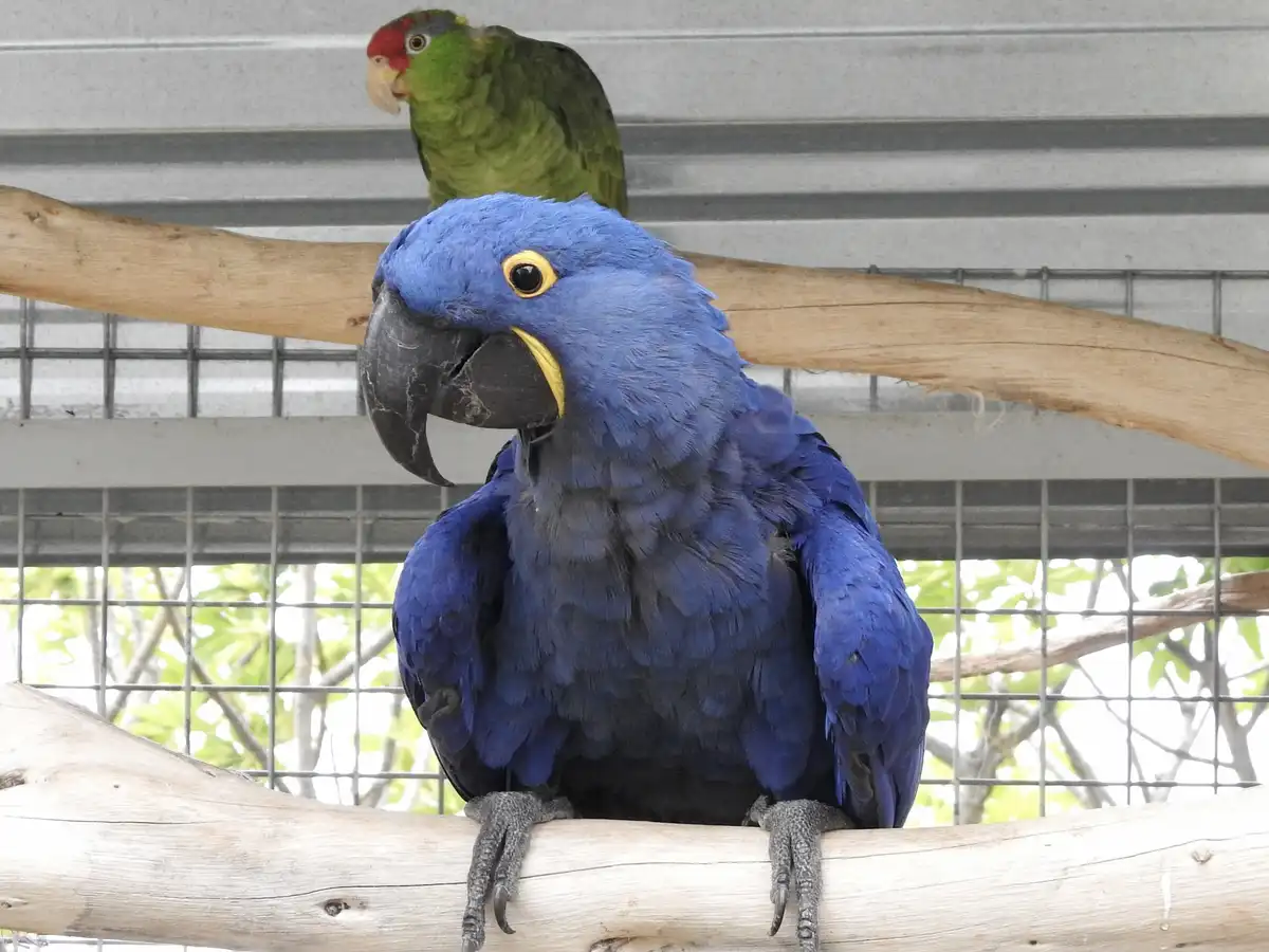 A large blue macaw with a yellow beak and black claws sits on a wooden branch in a cage, looking directly at the camera with…