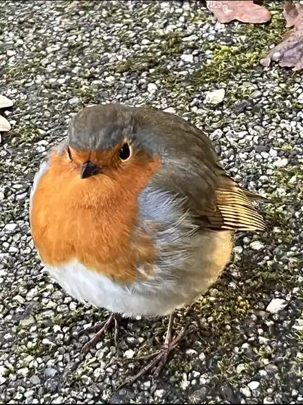 A close-up photo of a European robin standing on a gravelly, mossy path with fallen leaves. The bird has a bright orange-red…