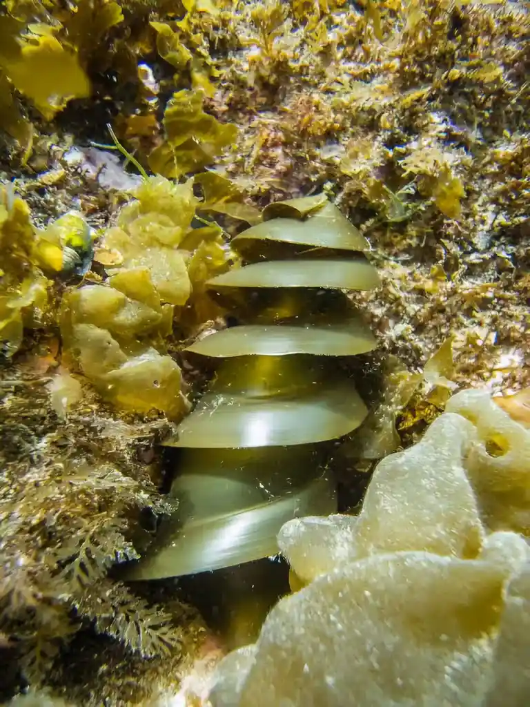 An underwater photo shows a spiral staircase made of translucent, layered discs embedded in a rocky seabed covered with…