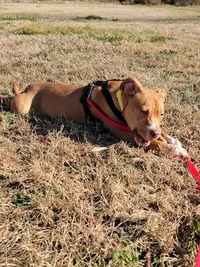 Meet Lucy: The Star of February 9, 2025