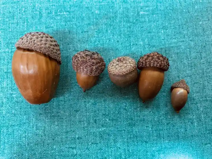 Five acorns of varying sizes are arranged in a row on a textured teal surface, with the largest acorn on the left and the…